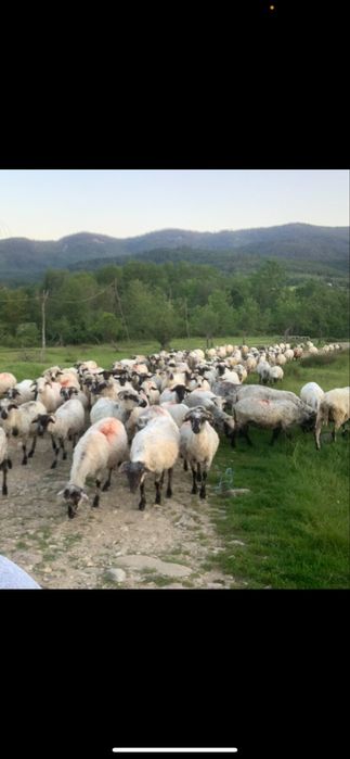 Oi țurcane de vânzare