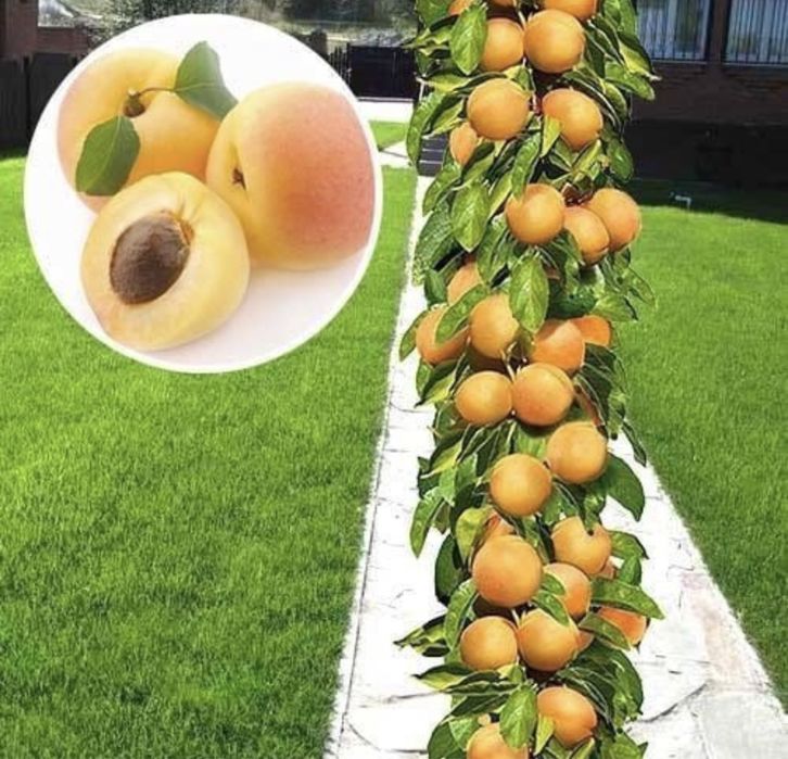 Pomi columnari altoiți  anul 3/4 pe rod