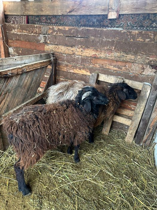 Продам овец двух