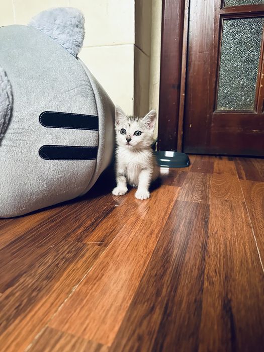 Отдадим милого нежного игривого катенка.