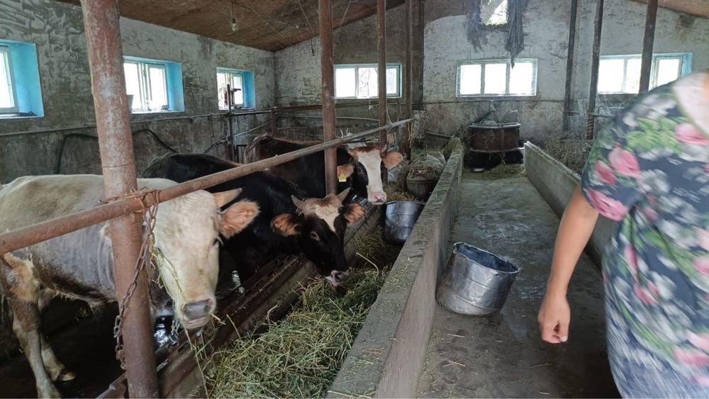 Продаются бычки и телка