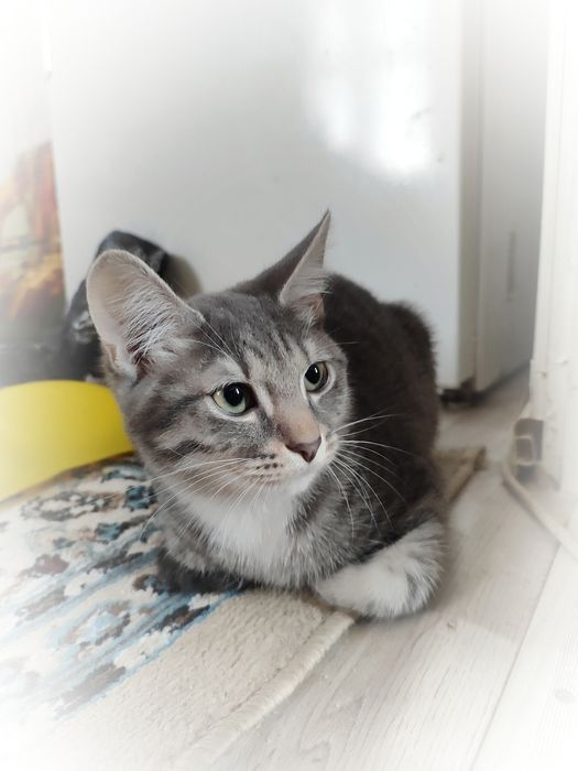 Отдам кота в добрые руки