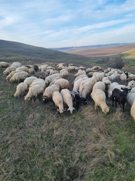 Se vand 250 de oi, toate tinerere si gestante