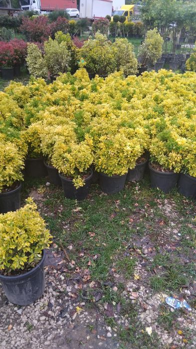 Pepiniera noastră va pune la dispoziție multe conifere