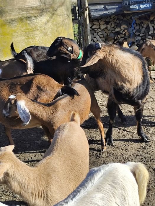 Vând țapi rasa anglo nubian