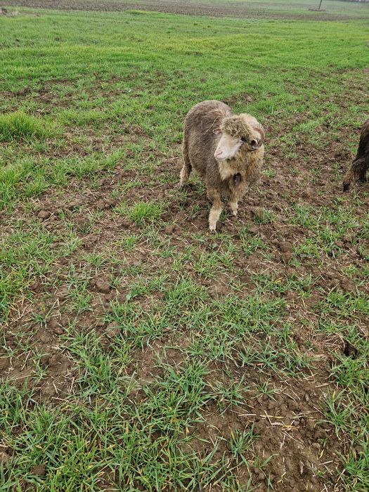 De vânzare 1 berbec