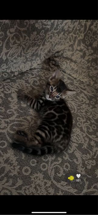 Бенгальская кошка