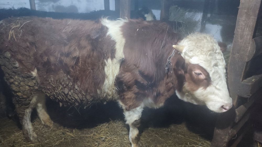 Продам 3 быков .