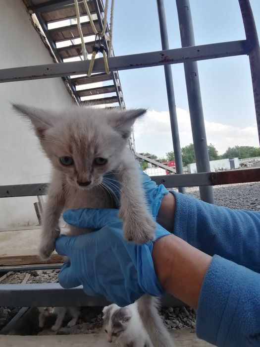 Отдам котенка в добрые руки бесплатно