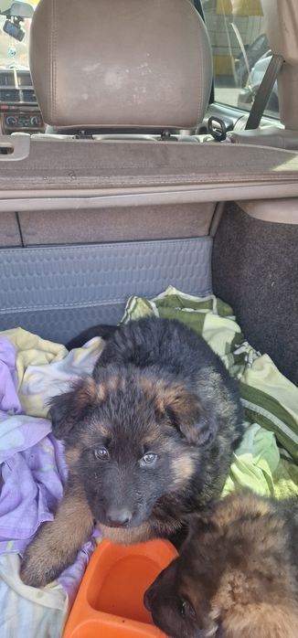 Щенки немецкая овчарка