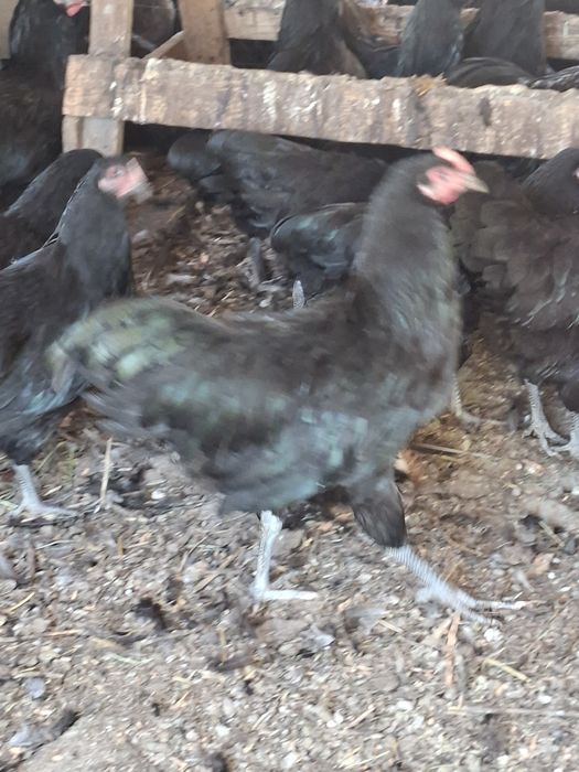Gaini australorp