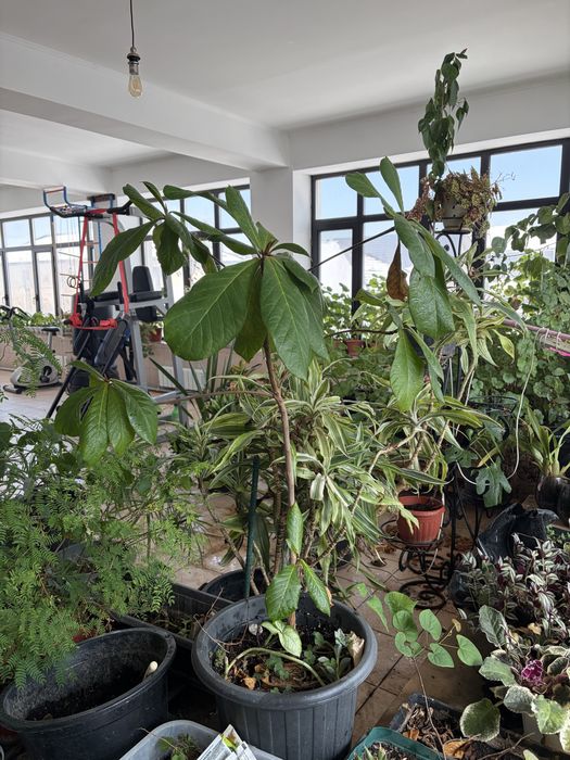 цветы комнатные разные