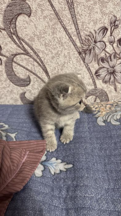Продам шотландских котят