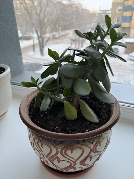 Денежное дерево. Толстянка