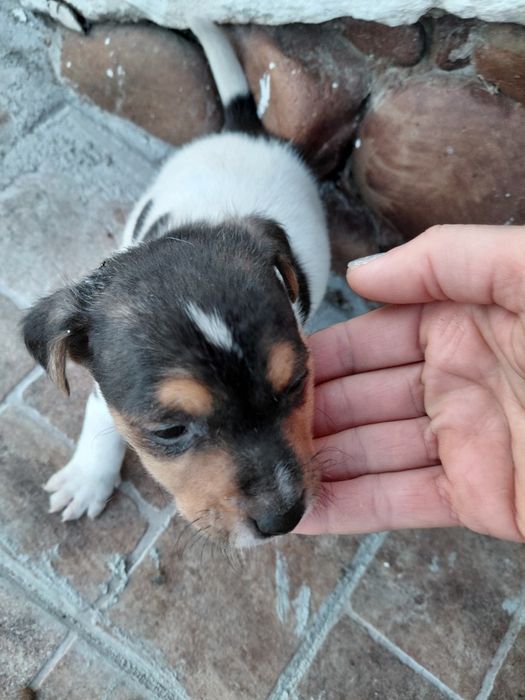 Кученца Джак Ръсел териер