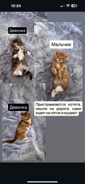Котята в добрые руки