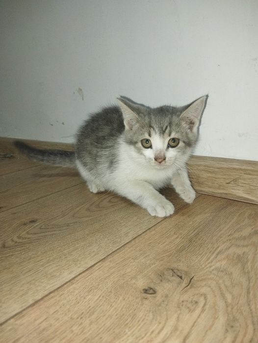 Котята. Отдам в хорошие руки!?