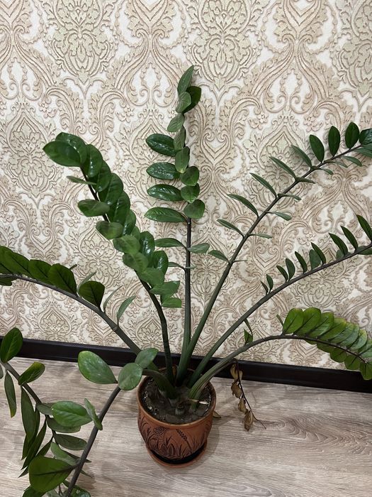 Комнатные растения