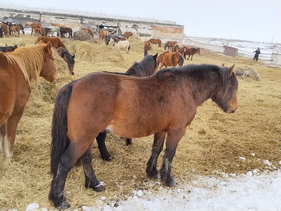 Полу Тяж продам Айгыра