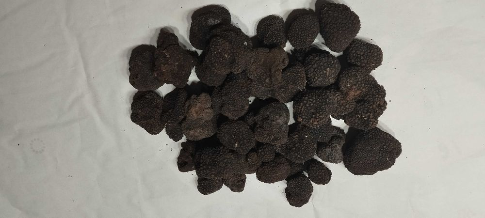 Черен Трюфел Есенен(uncinatum)