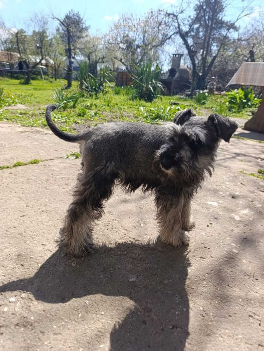 Цверк мини шнауцер