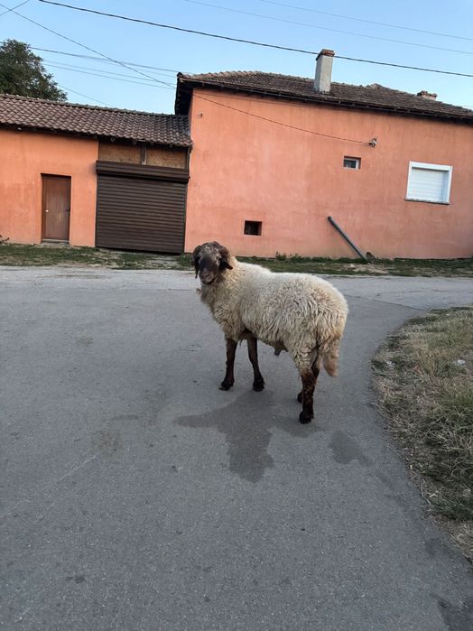 Турски Коч Ависи порода