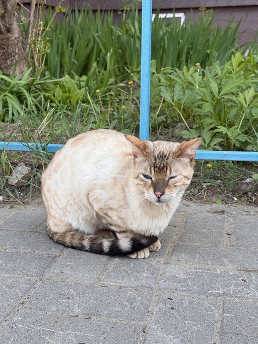Кошка бенгальская