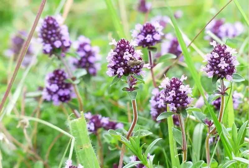 Био пчелен мед Реколта 2025