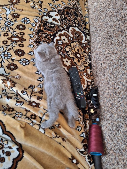 Продам шотландскую кошечку