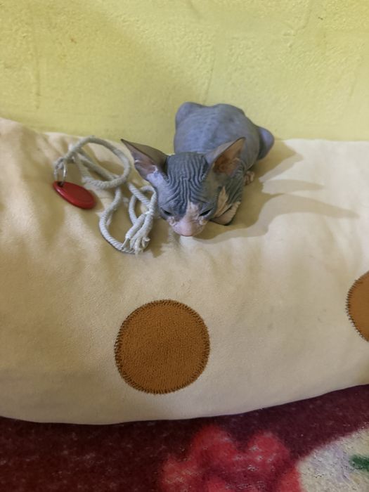 Продам котенка сфинкса