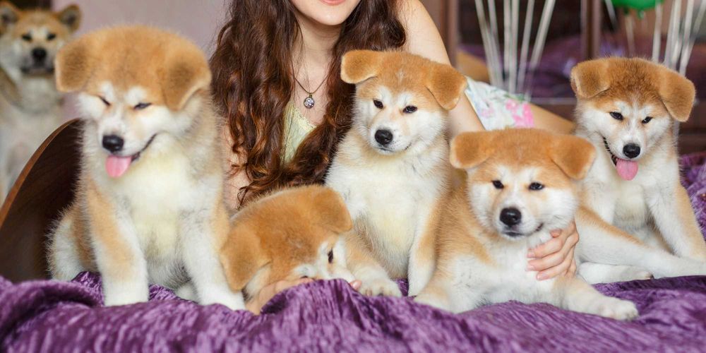 Уникальные акита ину высочайшего класса от элитного питомника Fulgrim