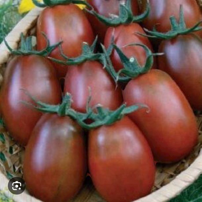 Продам домашние омидоры