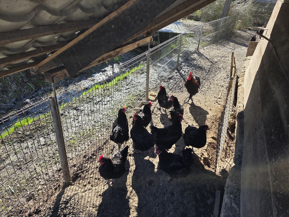 Ouă incubat Marans  negru arămiu