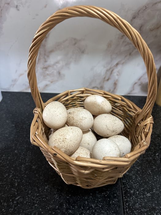 Продам индюшинные яйца( для инкубации)