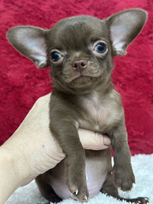 Супер детки чихуахуа