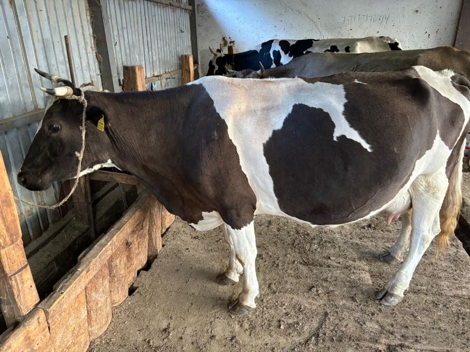 Ірі-қара мал сатылады