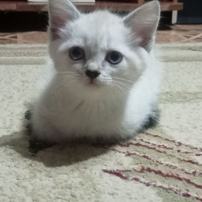 Отдам котят в надёжные, добрые руки.
