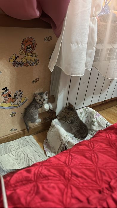 Продаются котята