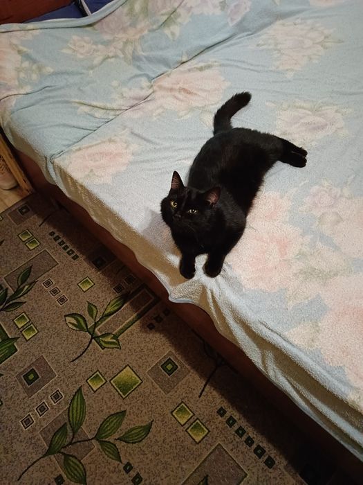 Найден кот, в добрые руки