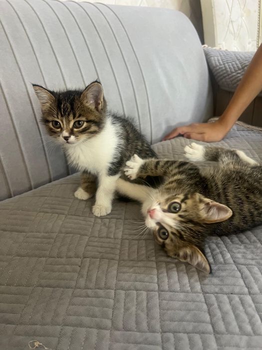 Отдам котят в хорошие руки