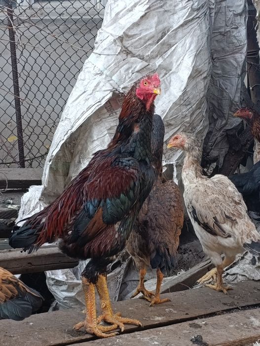 Дакан туляк майский 1.7 месяца