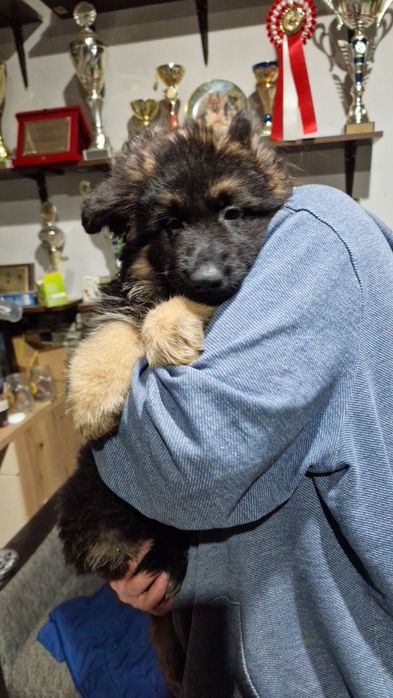 Femela Ciobanesc german