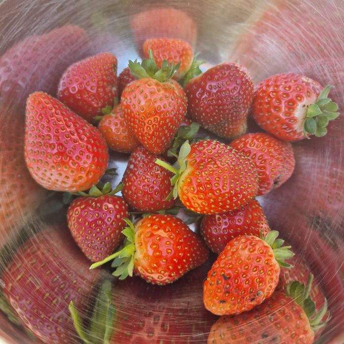 Stoloni capsuni soi Joly