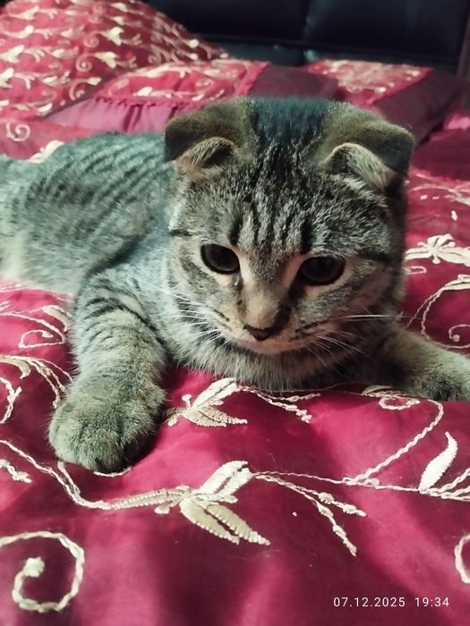 Домашние животные