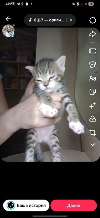 Дарю котят девочка и мальчик