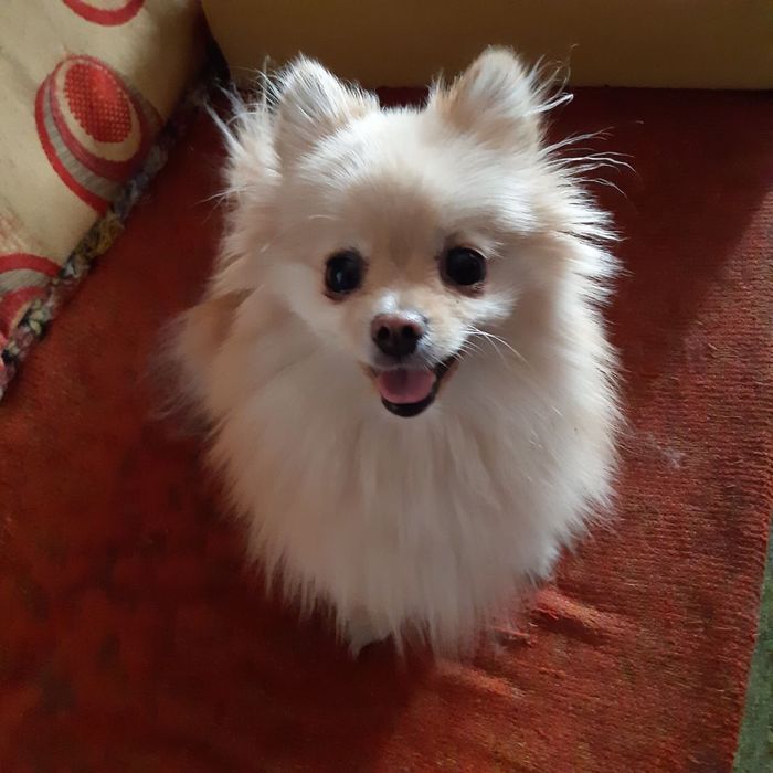 Передержка собак. Облегчим Ваш отпуск.