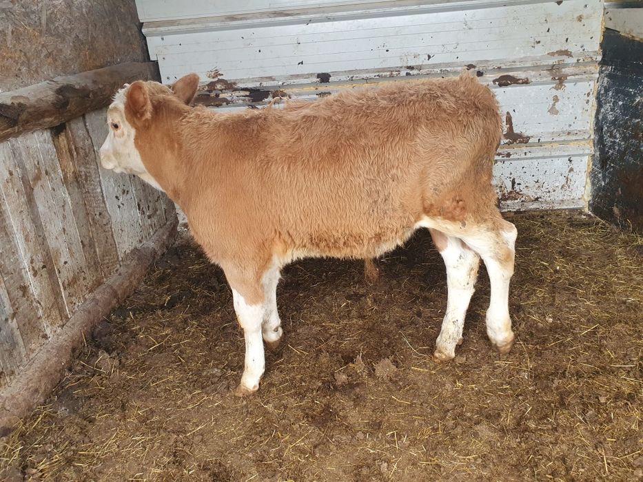 Vand 8 vitele baltate si 1 tauras