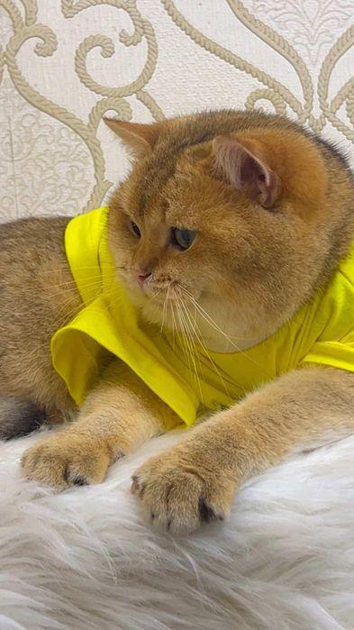 Вязка .Золотая шиншилла!