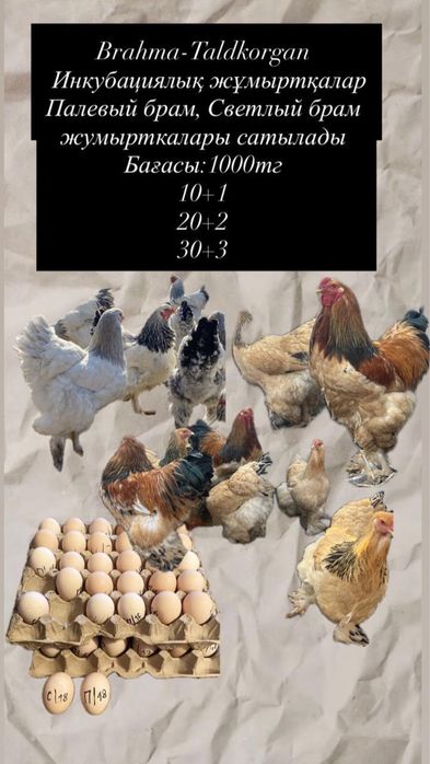 Продам инкубационый яйцо брам