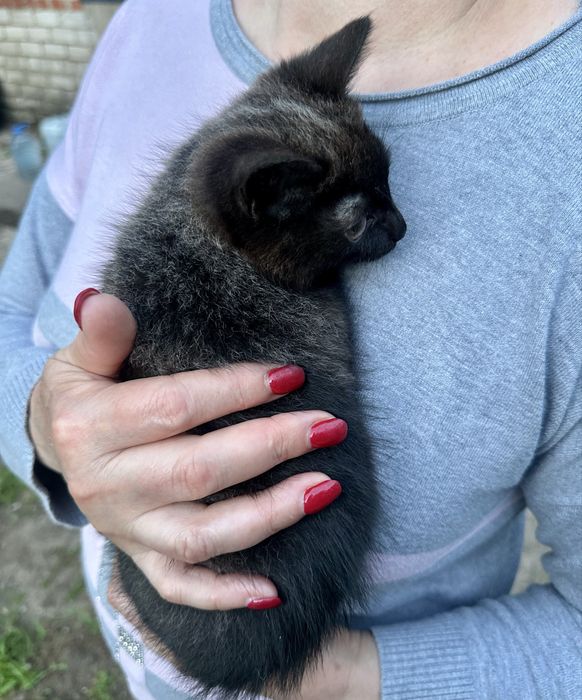 Котенок! Месяца 2-3